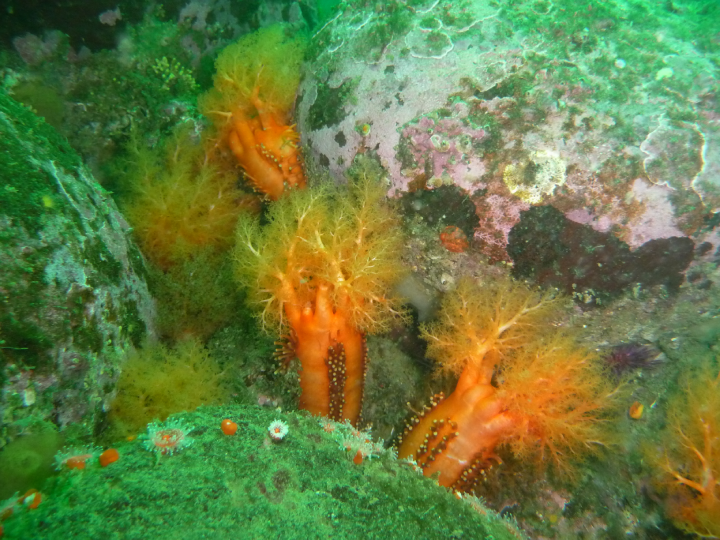colorful fern-looking creatures in shallow water